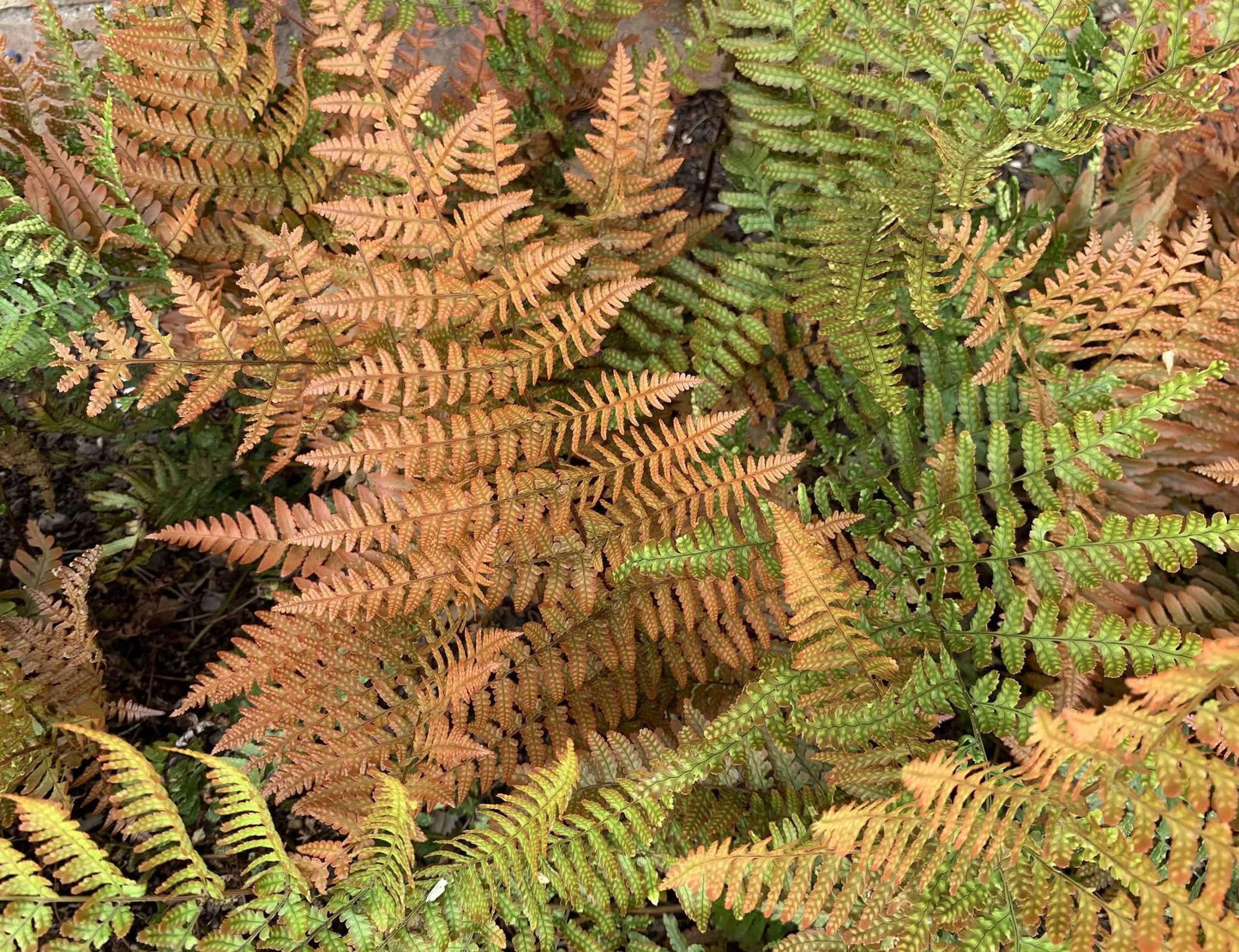 Dryopteris erythrosora - Marginal Pond Plants - BP033