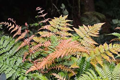Dryopteris erythrosora - Marginal Pond Plants - BP033