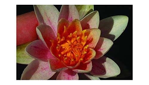 Dwarf Bareroot water lily - Live Water Plant Aquatic Pond Lake Marginal - Patio Pond (Mary Patrica)