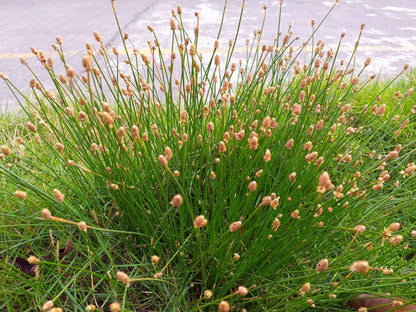Eleocharis palustris (Common spike-rush) - Marginal Pond Plants - MBP034