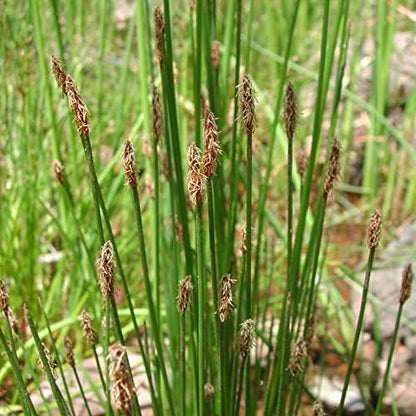 Eleocharis palustris (Common spike-rush) - Marginal Pond Plants - MBP034