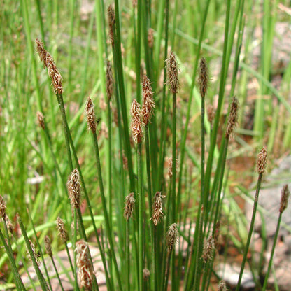 Eleocharis palustris (Common spike-rush) - MBP034 Packs