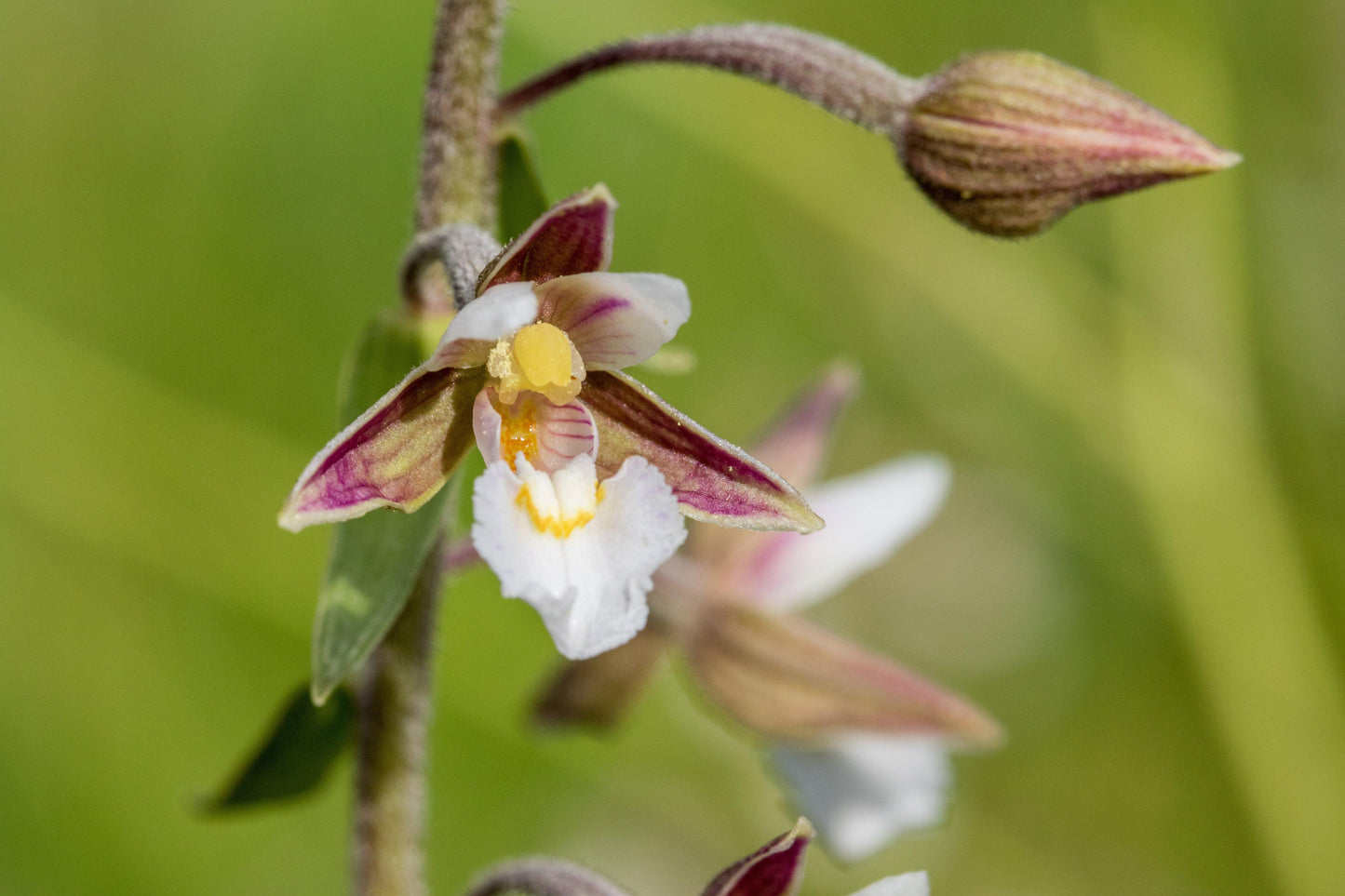 Epipactris palustris orchid - MP033 Packs