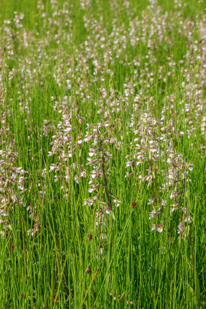 Epipactris palustris orchid - MP033 Packs