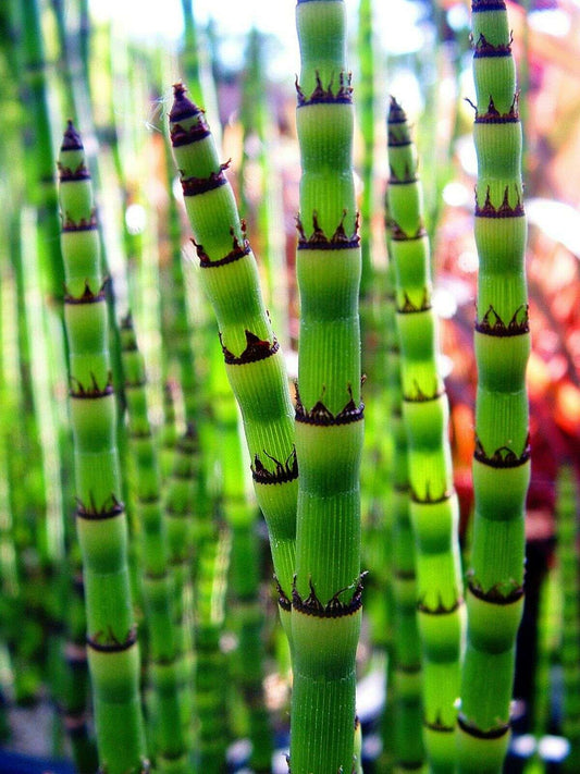 Equisetum Hyemale Live Water Plant Aquatic Pond Lake Marginal (Bargain) - MP035