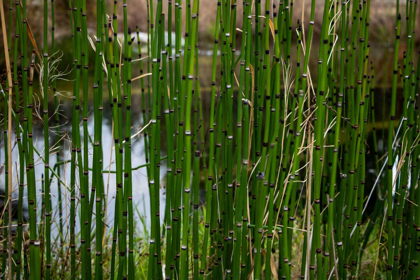 Equisetum hyemale (Dutch rush) - Marginal Pond Plants - MP035