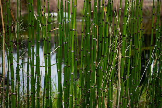 Equisetum hyemale (Dutch rush) - Marginal Pond Plants - MP035