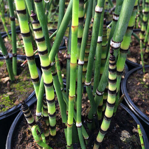 Equisetum robustum (Black barred horsetail) - MP036 Packs