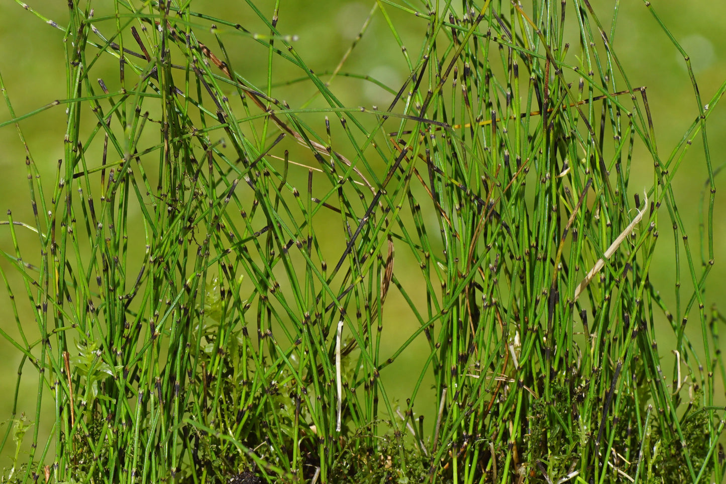 Equisetum scirpoides (Bushy horsetail) - Marginal Pond Plants - MP037