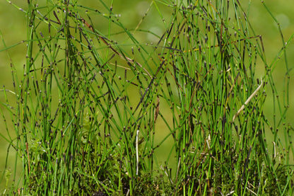 Equisetum scirpoides (Bushy horsetail) - Marginal Pond Plants - MP037
