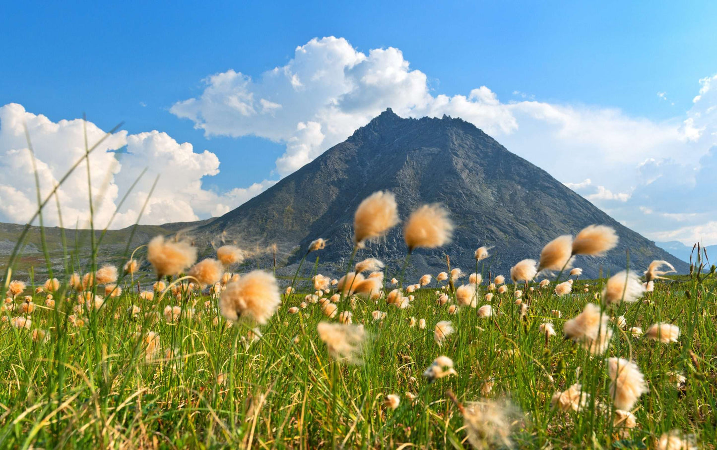 Eriophorum russeoleum - Marginal Pond Plants - MBP036