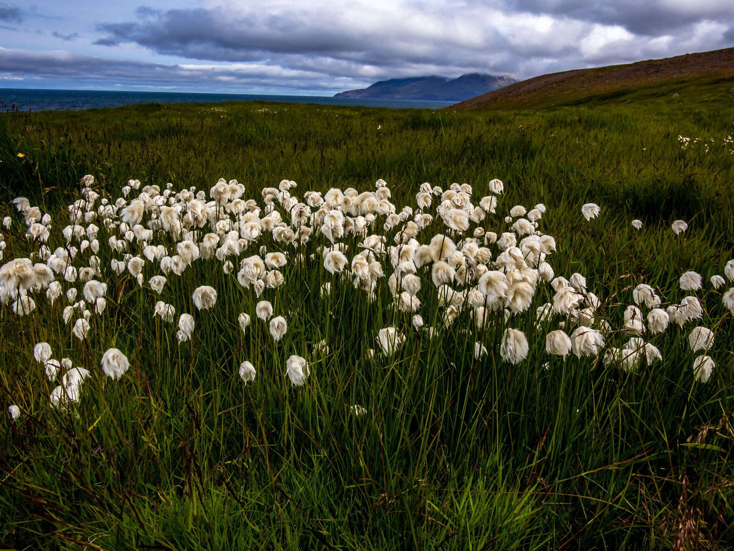 Eriophorum scheuchzeri - bog and rivers - Marginal Pond Plants - MBP037