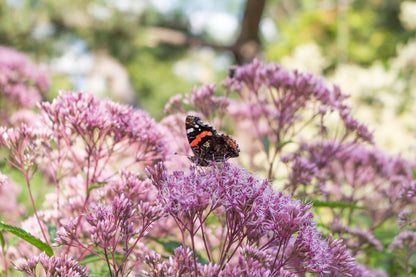 Eupatorium cannabinum (Hemp agrimony) - BP038 Packs