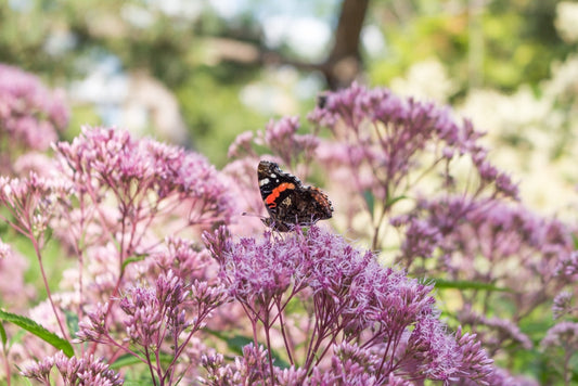 Eupatorium cannabinum (Hemp agrimony) - BP038 Packs