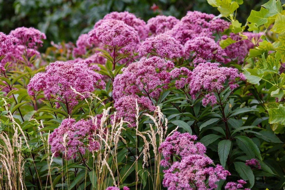 Eupatorium cannabinum (Hemp agrimony) - Marginal Pond Plants - BP038