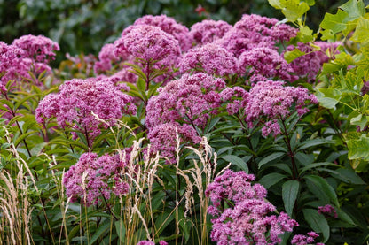 Eupatorium cannabinum (Hemp agrimony) - BP038 Packs