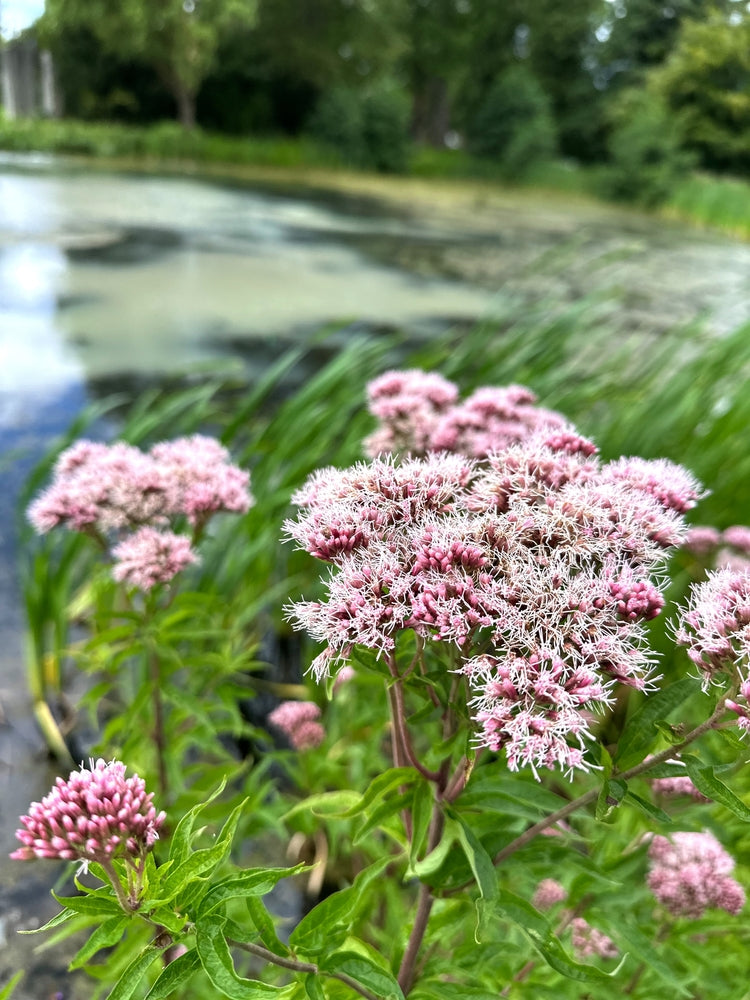 Eupatorium cannabinum (Hemp agrimony) - BP038 Packs