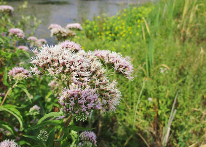 Eupatorium cannabinum (Hemp agrimony) - BP038 Packs