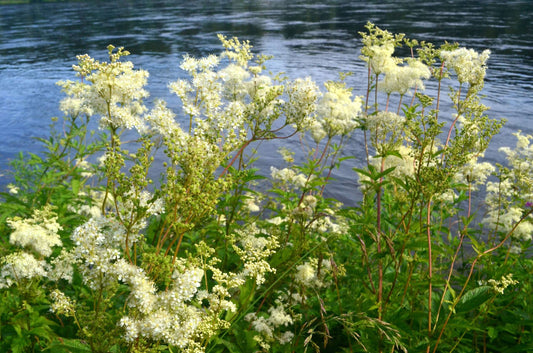Filipendula Ulmaria - Marginal Pond Plants - BP040