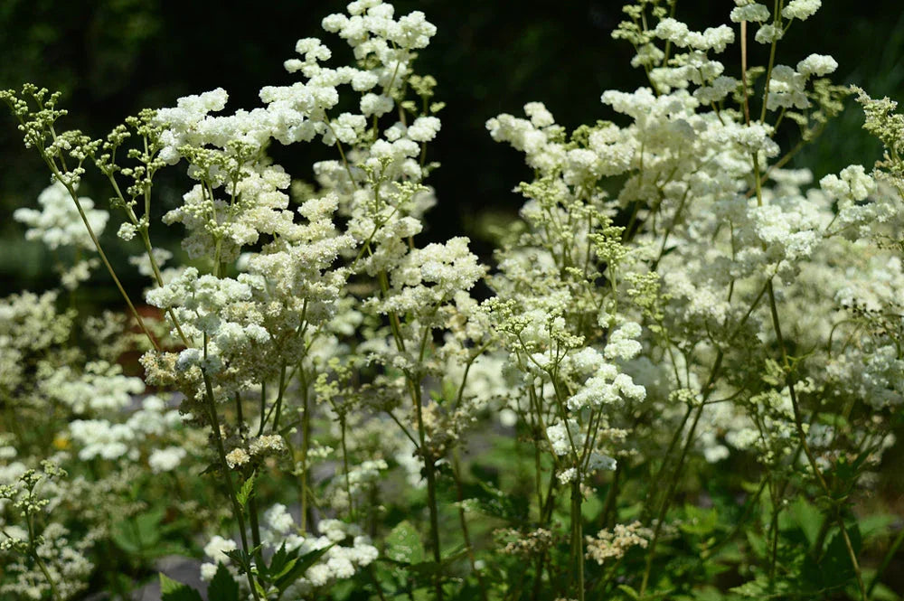 Filipendula Ulmaria - BP040 Packs