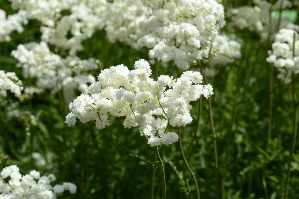 Filipendula Ulmaria - BP040 Packs