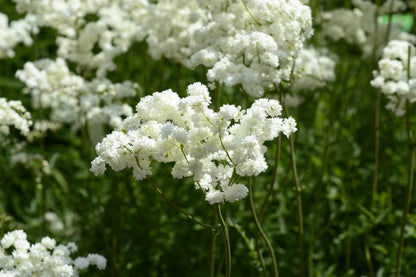 Filipendula Ulmaria - BP040 Packs