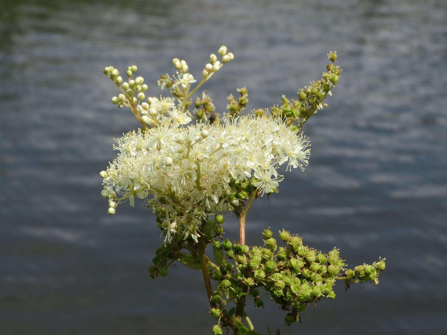 Filipendula Ulmaria - Marginal Pond Plants - BP040