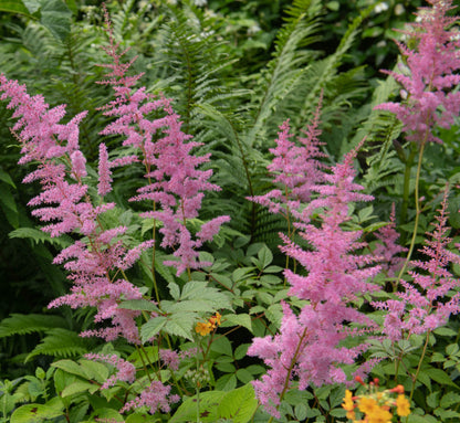 Filipendula rubra 'Venusta  Magnifica' - Marginal Pond Plants - BP039