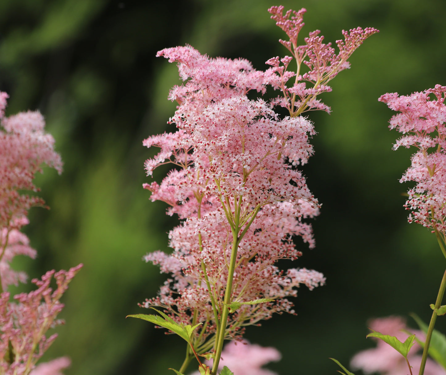Filipendula rubra 'Venusta  Magnifica' - Marginal Pond Plants - BP039