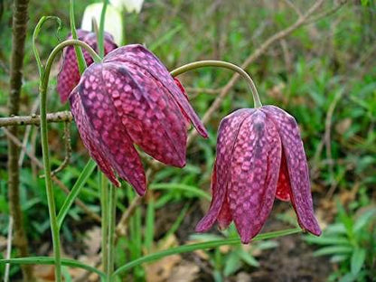 Fritillaria meleagris (Snakes head fritillary) - Marginal Pond Plants - BP041