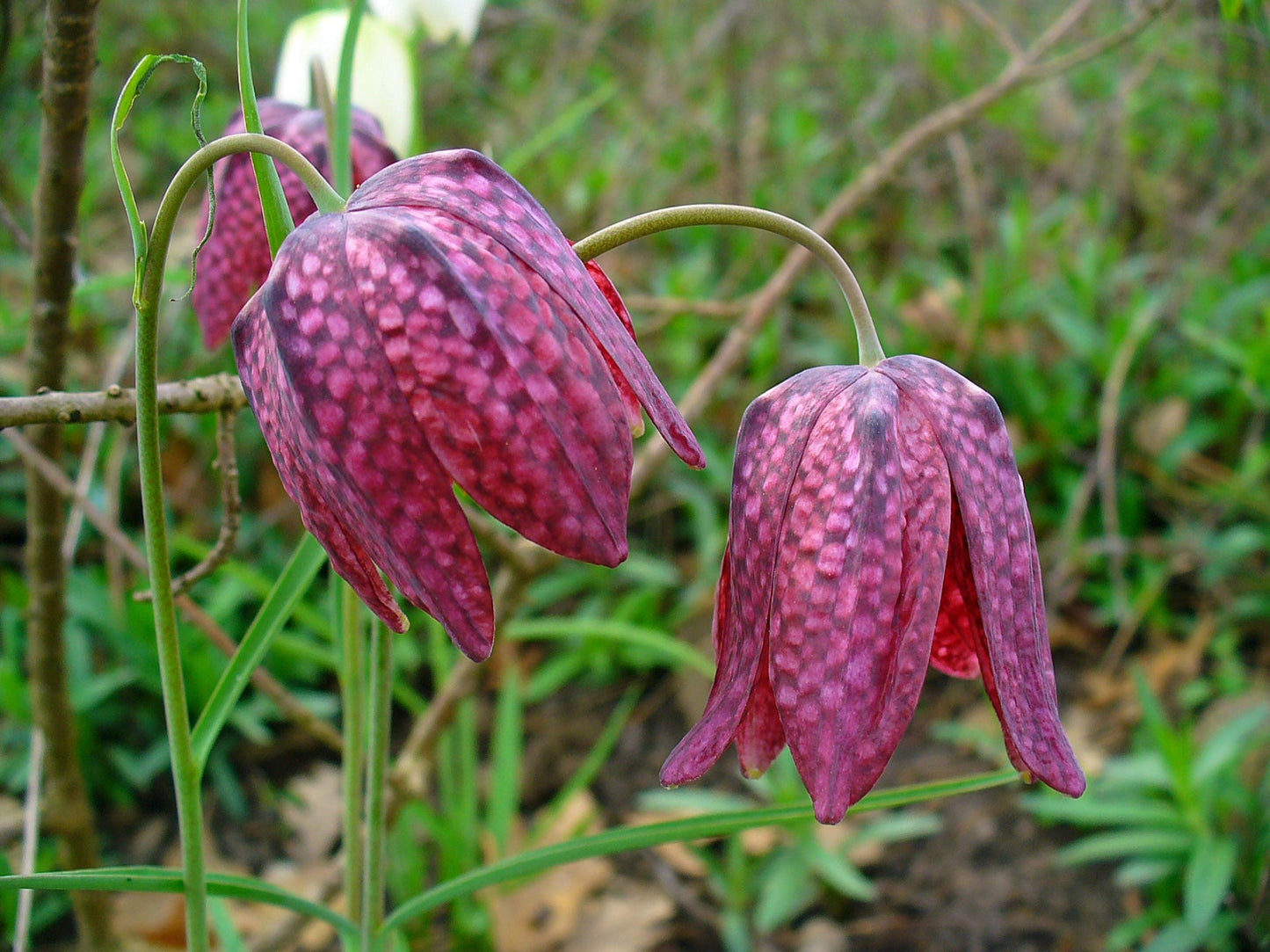 Fritillaria meleagris (Snakes head fritillary) - BP041 Packs