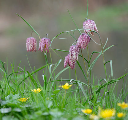 Fritillaria meleagris (Snakes head fritillary) - Marginal Pond Plants - BP041