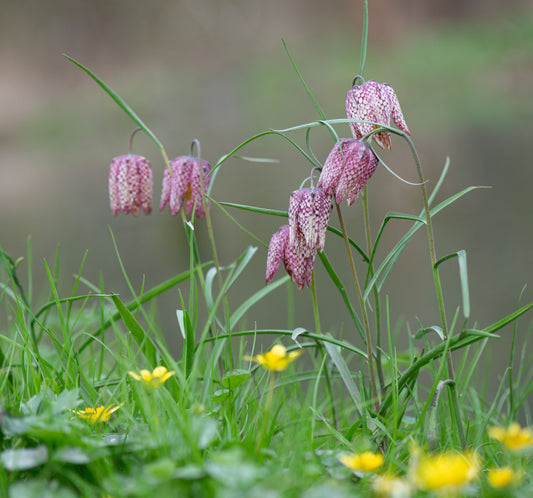 Fritillaria meleagris (Snakes head fritillary) - Marginal Pond Plants - BP041