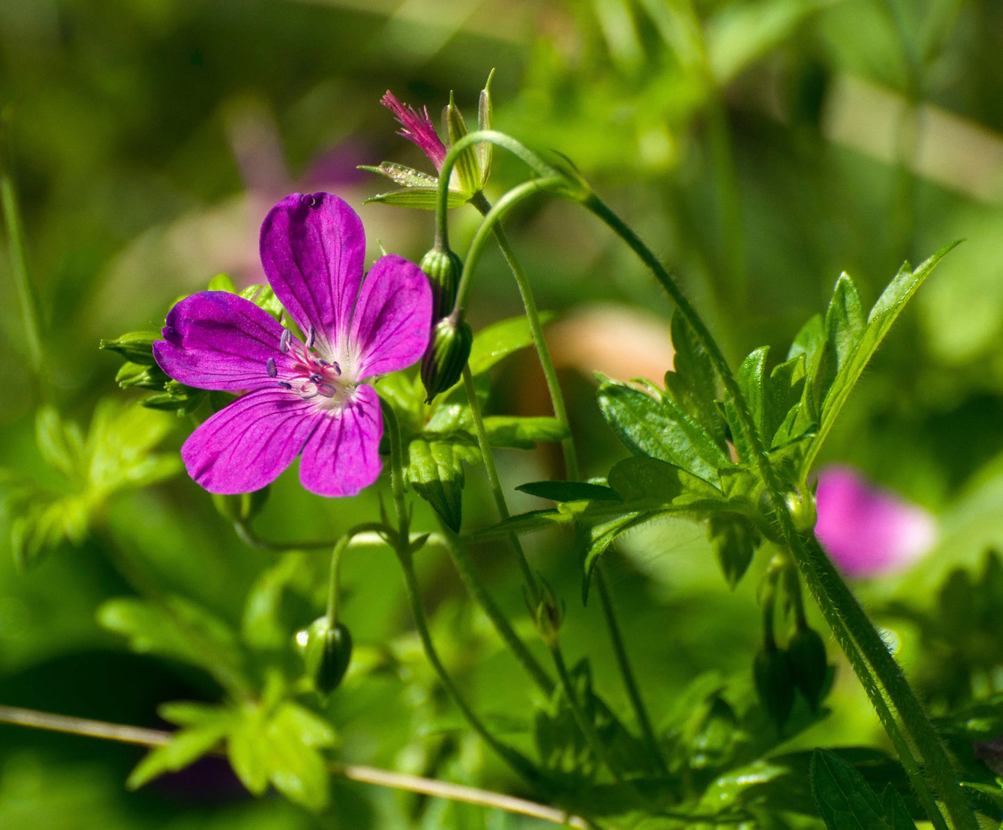 Geranium palustre - Marginal Pond Plants - BP042