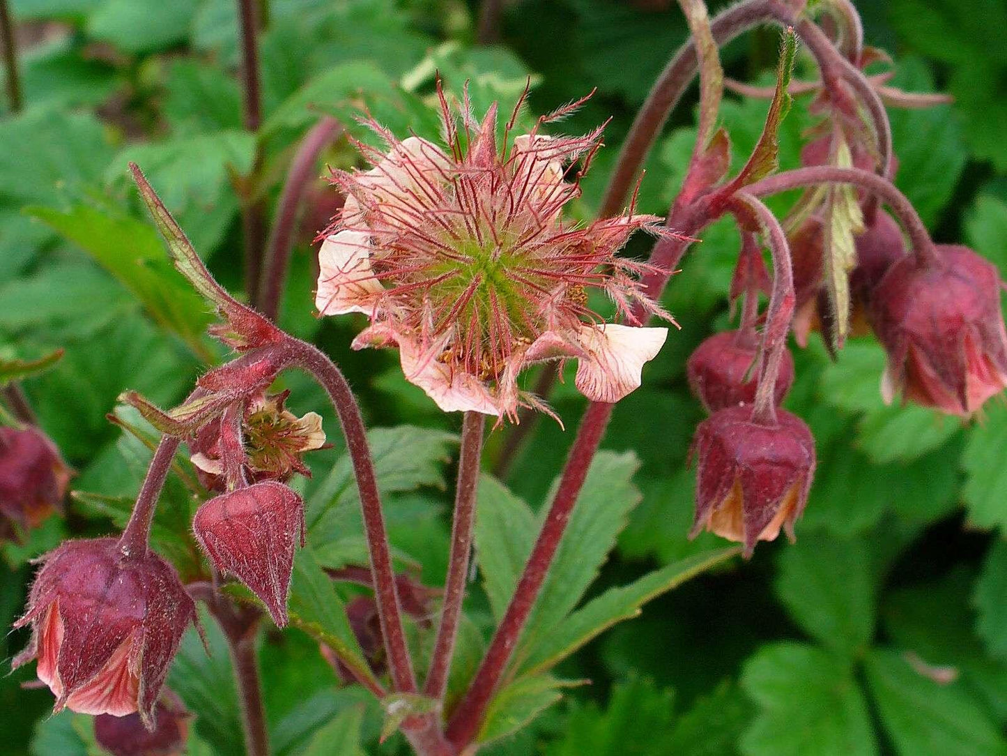 Geum rivale (Water avens) - Marginal Pond Plants - MP038