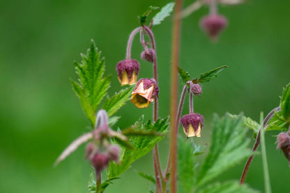 Geum rivale (Lemon Drop) - Marginal Pond Plants - MP039