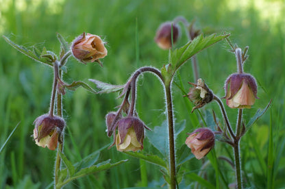 Geum rivale (Water avens) - MP038 Packs