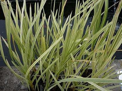 Glyceria maxima variegata (Variegated reed) - Marginal Pond Plants - MP041