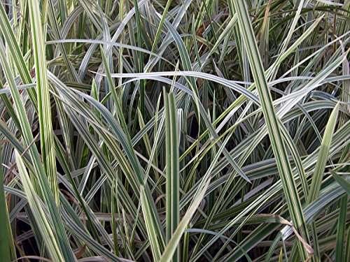 Glyceria maxima variegata (Variegated reed) - Marginal Pond Plants - MP041