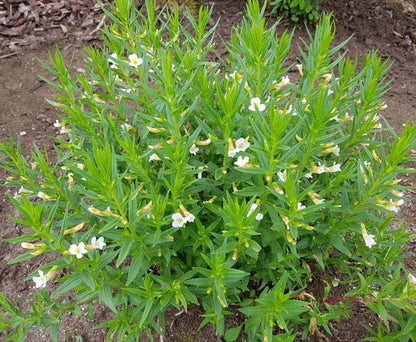 Gratiola officinalis (Summer Snowflake) - Marginal Pond Plants - MP042