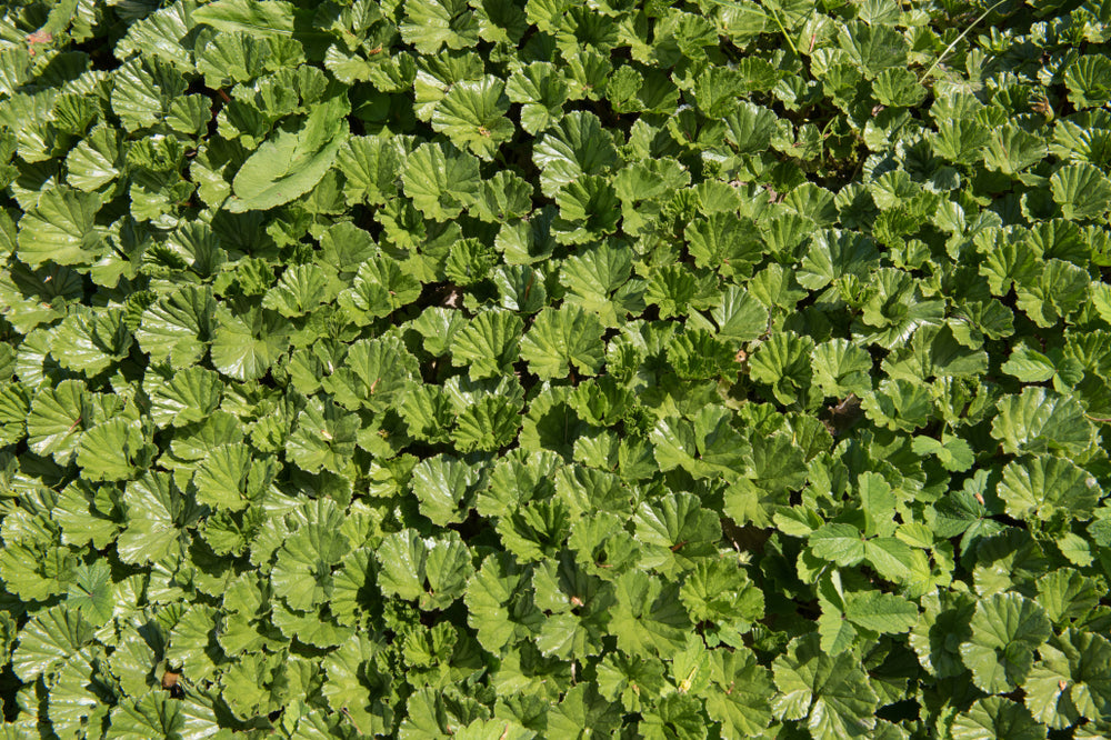 Gunnera Magellanica - BP043 Packs