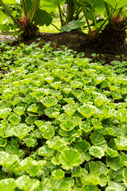 Gunnera Magellanica - BP043 Packs