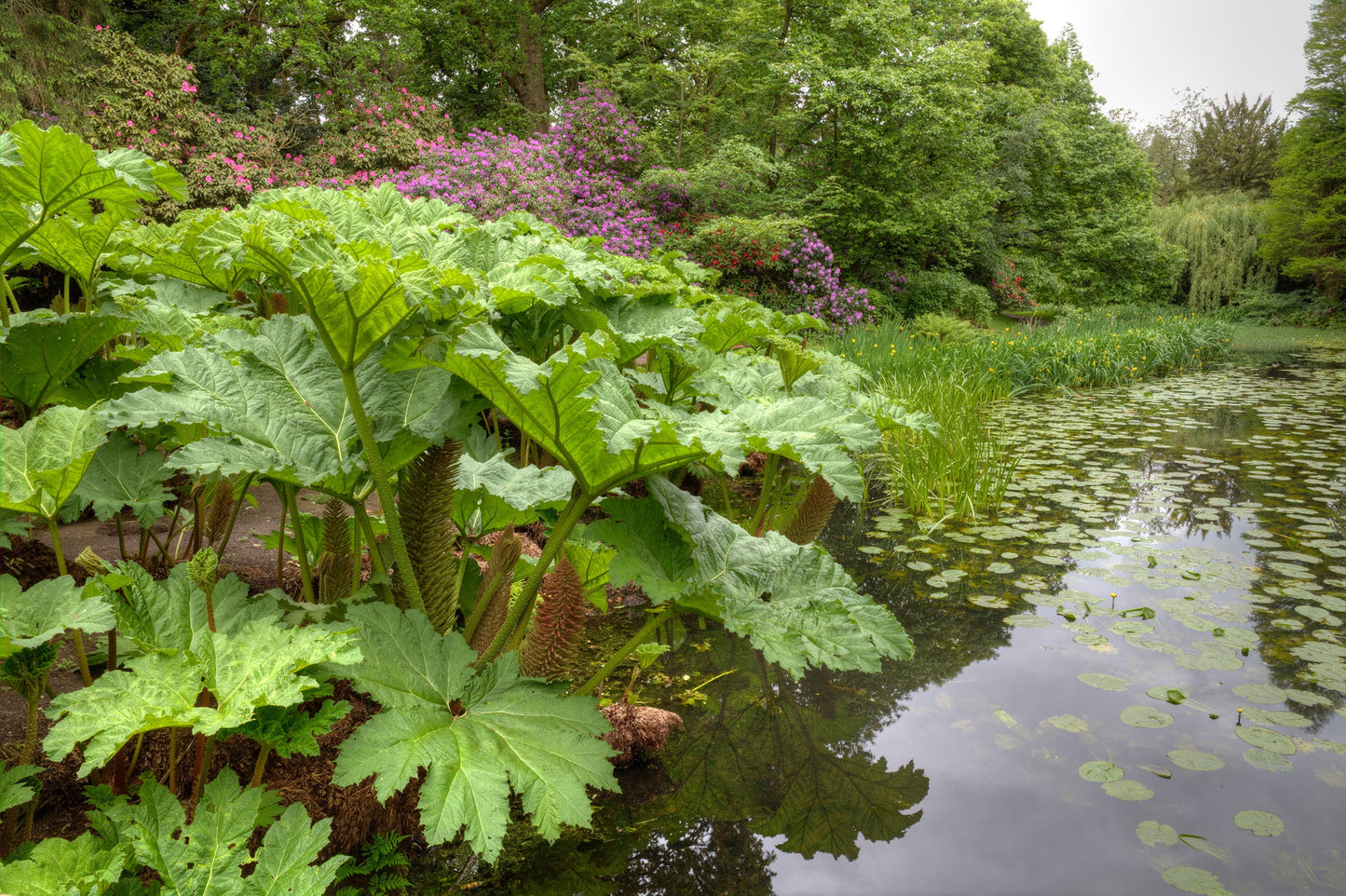 Gunnera Manicata - BP044 Packs