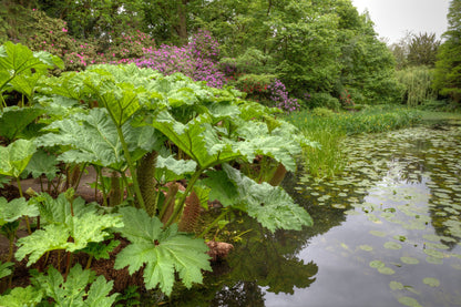 Gunnera Manicata - BP044 Packs