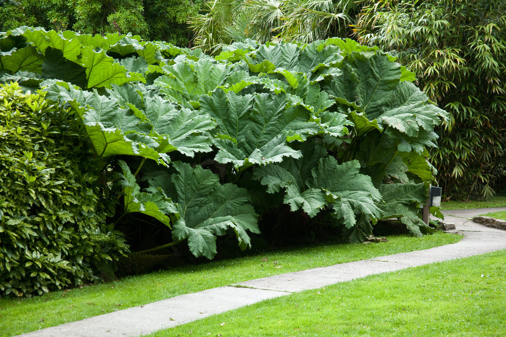 Gunnera Manicata - BP044 Packs