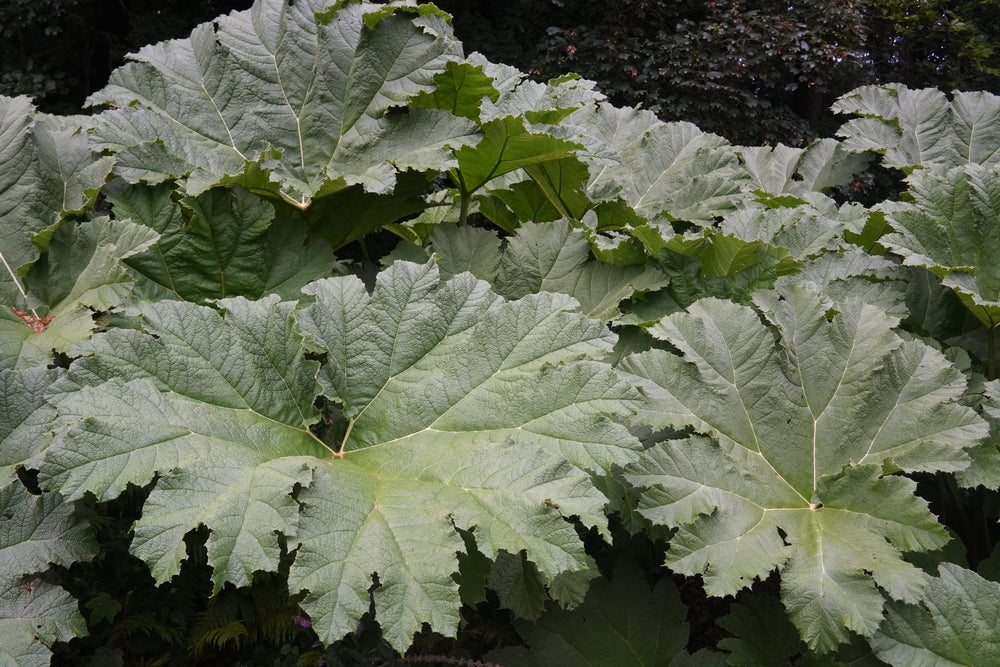 Gunnera Manicata - BP044 Packs