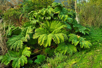 Gunnera Manicata - BP044 Packs