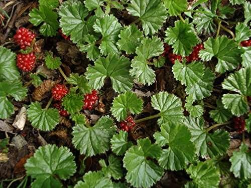 Gunnera magellanica (Devil’s strawberry) - Marginal Pond Plants - BP043