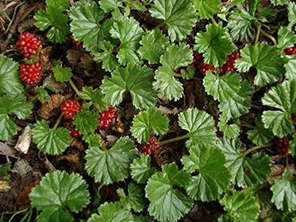 Gunnera magellanica (Devil’s strawberry) - Marginal Pond Plants - BP043