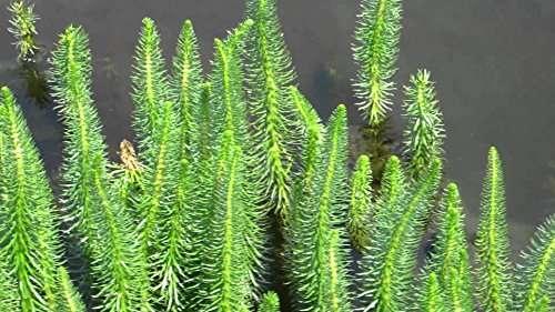 Hippuris vulgaris (Mare’s tail) - Marginal Pond Plants  - Pond Plants - Water Plants - OX008